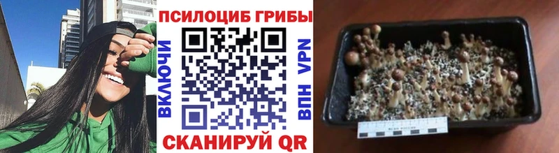 где найти наркотики  Тихорецк  Галлюциногенные грибы GOLDEN TEACHER 